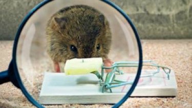 Control de Plagas Fonseca