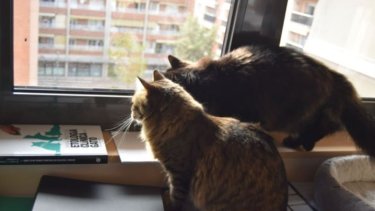 Gatos a Pares