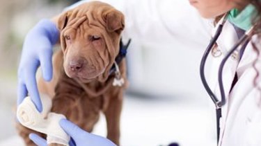 Girbert Serveis Tècnics Veterinaris