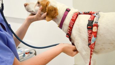 Veterinaris Adopta un Amic