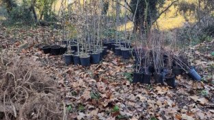 El Bosc de Santa Caterina es renova amb la plantació de 300 arbres autòctons i la canalització de la Font