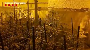 Els Mossos desarticulen una xarxa familiar de cultiu de marihuana al Vallès Oriental i intervenen 676 plantes confiscades i 90.000 euros en efectiu 