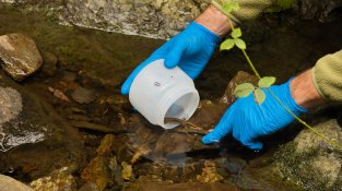 Reintrodueixen 352 d'exemplars del tritó del Montseny per evitar la seva extinció