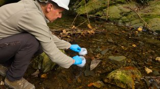 Reintrodueixen 352 d'exemplars del tritó del Montseny per evitar la seva extinció