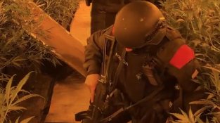 Cau a Sabadell una organització dedicada al cultiu interior de marihuana i s'intervenen més de 4.000 plantes