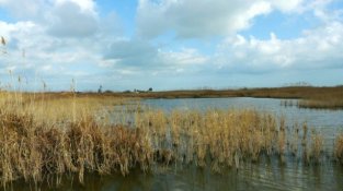 L’Illa de Buda, el tresor natural del Delta de l’Ebre que agonitza en silenci