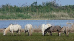 L’Illa de Buda, el tresor natural del Delta de l’Ebre que agonitza en silenci