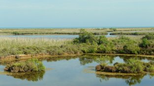 L’Illa de Buda, el tresor natural del Delta de l’Ebre que agonitza en silenci