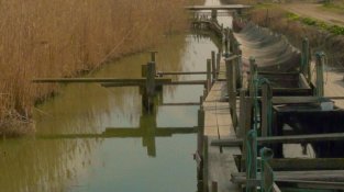 L’Illa de Buda, el tresor natural del Delta de l’Ebre que agonitza en silenci