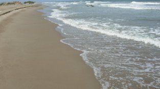 L’Illa de Buda, el tresor natural del Delta de l’Ebre que agonitza en silenci