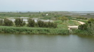 L’Illa de Buda, el tresor natural del Delta de l’Ebre que agonitza en silenci