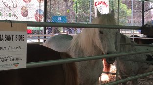 Cardedeu es prepara per a una Fira de Sant Isidre multitudinària amb quatre dies d’activitat intensa