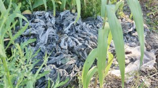 Tovalloletes humides al riu Ripoll