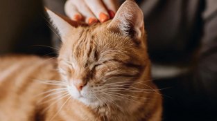 Almascotas, el lloc on les mascotes reben l’últim adeu amb el mateix amor amb el qual han viscut