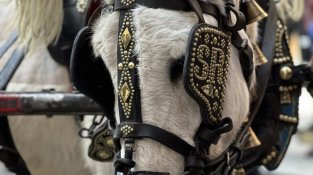 “Els Tres Tombs és l’única festa que es fa a gairebé totes les comarques de Catalunya i durant tot l’any”