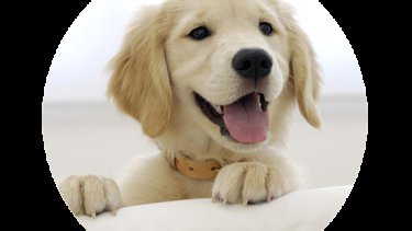 Peludets de Granollers