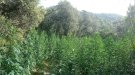 Desarticulada una gran xarxa de cultiu de marihuana amb campaments en una zona boscosa de Sant Celoni
