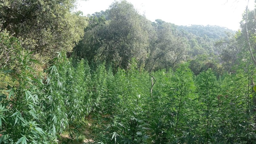 Cultiu de marihuana Sant Celoni