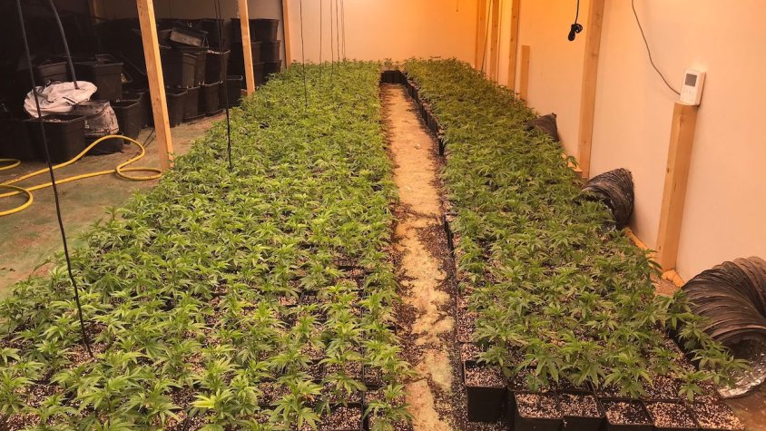 Desmantellen un cultiu de marihuana amb 1.000 plantes i tres detinguts a Parets del Vallès