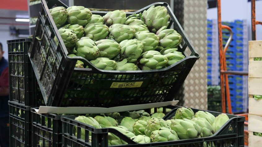 Enkitek desenvolupa un robot intel·ligent per a la recol·lecta de fruites i hortalisses en cultius sense sòl