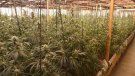 Els Mossos desmantellen una plantació de marihuana amb 1.100 plantes a Lliçà de Vall i detenen quatre homes