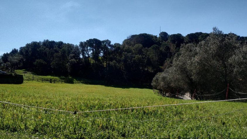 Campins