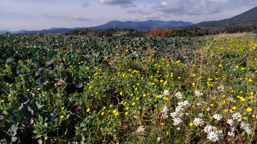 Rutes Cardedeu