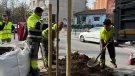 Mollet impulsa una campanya per plantar 1.000 arbres fins a la primavera de 2027