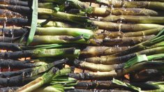 Tot el que has de saber sobre les calçotades