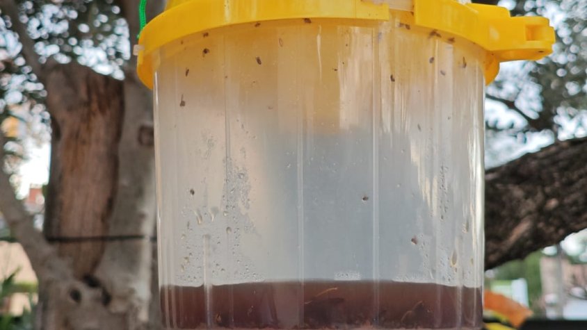 Parany per combatre la vespa asiàtica