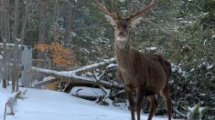 La Cerdanya, un destí ideal per visitar aquesta temporada d'hivern