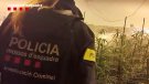 Els Mossos desarticulen una xarxa familiar de cultiu de marihuana al Vallès Oriental i intervenen 676 plantes i 90.000 euros en efectiu 