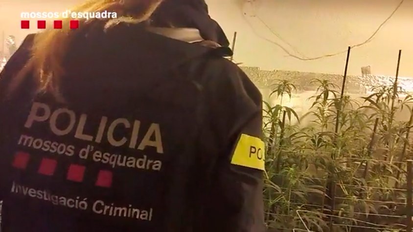 Els Mossos desarticulen una xarxa familiar de cultiu de marihuana al Vallès Oriental i intervenen 676 plantes confiscades i 90.000 euros en efectiu 
