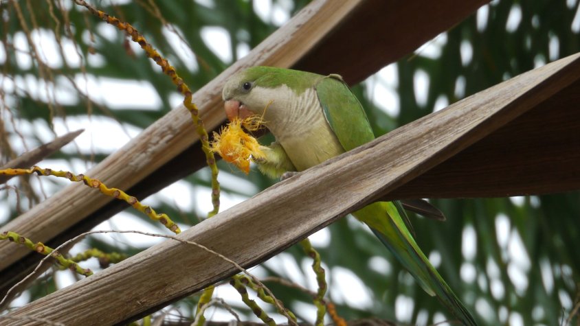 Mollet engega un pla de control ètic de coloms i cotorres per preservar la fauna urbana