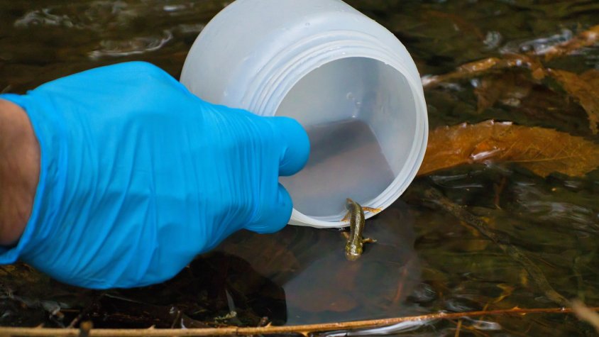 Reintrodueixen 352 d'exemplars del tritó del Montseny per evitar la seva extinció