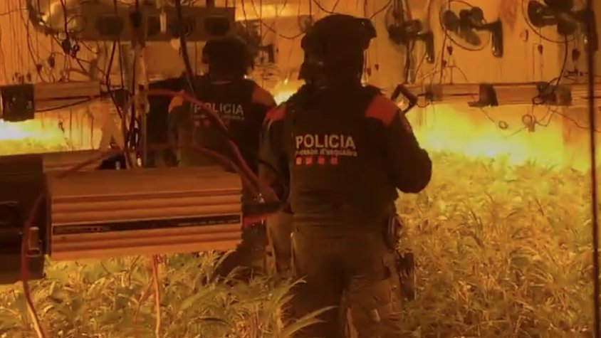 Cau a Sabadell una organització dedicada al cultiu interior de marihuana i s'intervenen més de 4.000 plantes