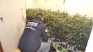 Desmantellada una plantació de marihuana en un pis i un traster a Montcada i Reixac