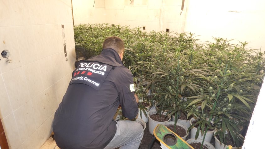 Desmantellada una plantació de marihuana en un pis i un traster a Montcada i Reixac