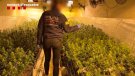 Desmantellada una plantació de cànnabis en una nau de Granollers dins una macrooperació antidroga dels Mossos contra una xarxa criminal