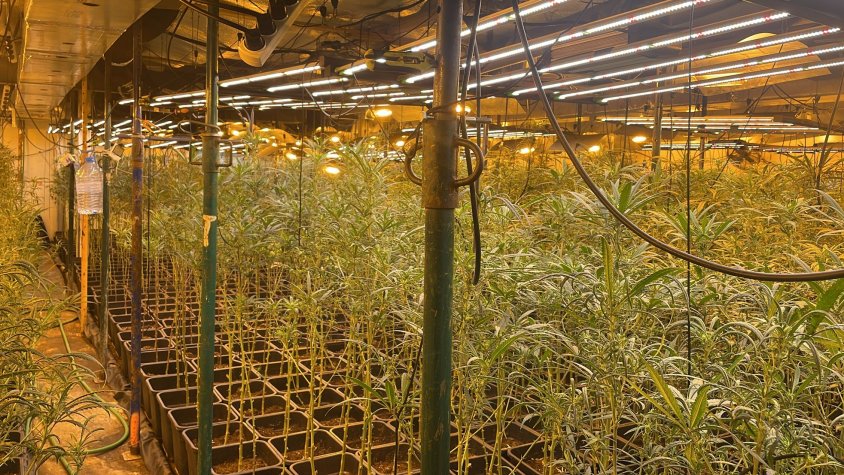 Els Mossos desmantellen una plantació de marihuana amb 2.600 plantes en una nau de Caldes de Montbui