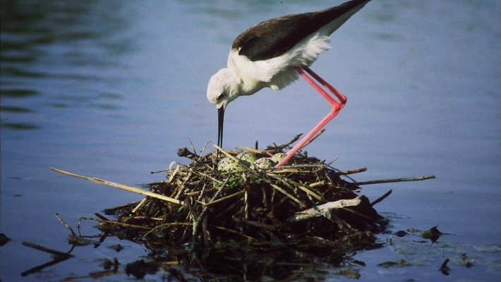 L’Illa de Buda, el tresor natural del Delta de l’Ebre que agonitza en silenci