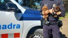 Els Mossos intervenen a Mollet set cadells transportats des de Moldàvia en un autocar amb condicions precàries