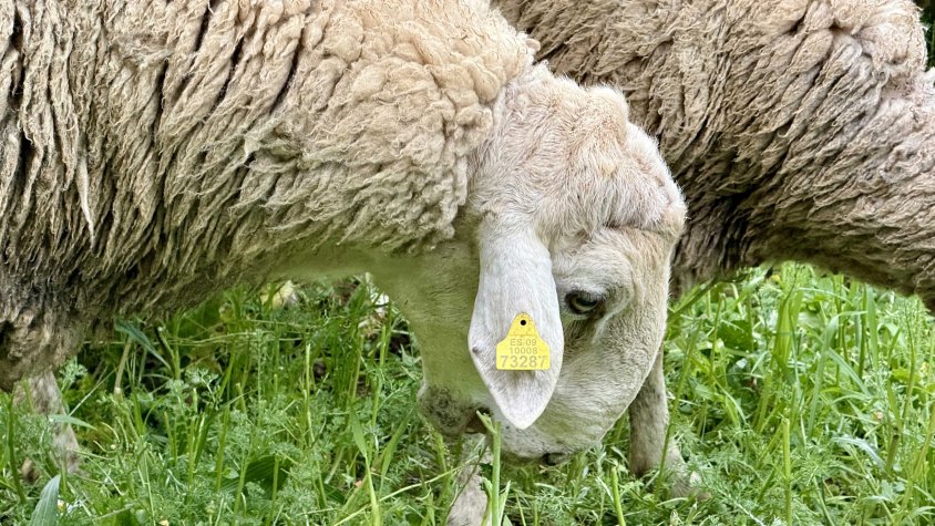 Preocupació entre els ramaders de Terrassa per l'increment d'atacs de gossos que ja han causat la mort de xais i avortaments en el bestiar