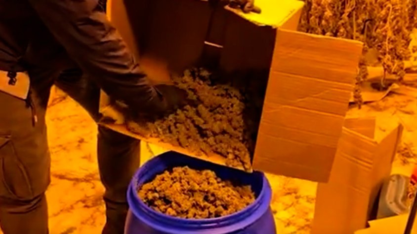 Nou detinguts en una operació antidroga amb més de 12 quilos de marihuana i 438 plantes en una nau a la Roca del Vallès