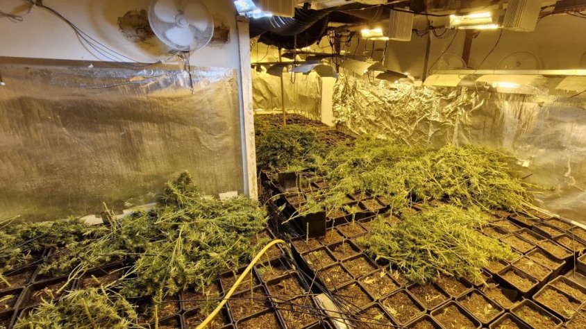 Els Mossos detenen set persones per cultivar marihuana en quatre habitatges de Matadepera i Terrassa