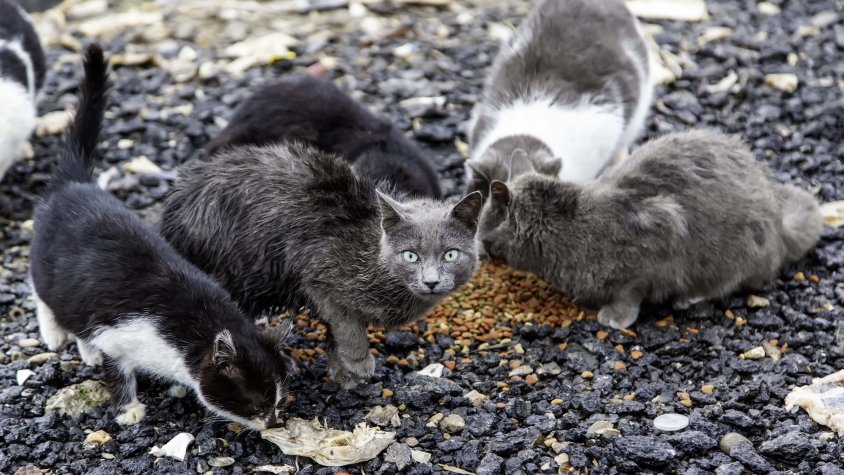 L’Ajuntament de les Franqueses subministrarà pinso a les colònies de gats controlades