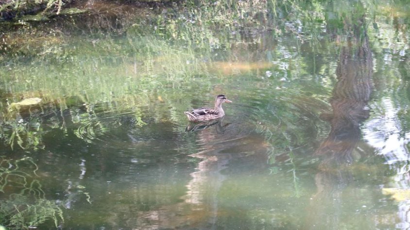 Un ànex a les basses de Can Gurri