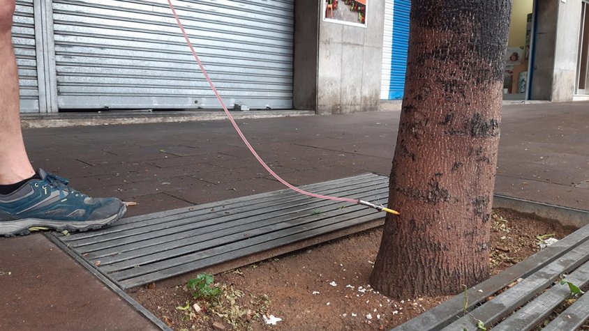 Martorelles aposta per l’endoteràpia per eliminar el pugó dels aurons municipals, reduint l'ús de químics per no danyar el medi ambient