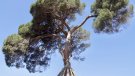 Cau una de les branques icòniques del Pi d’en Xandri, símbol de Sant Cugat