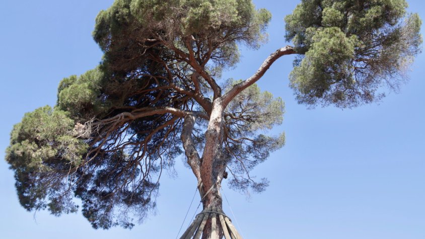 El Pi d'en Xandri de Sant Cugat del Vallès